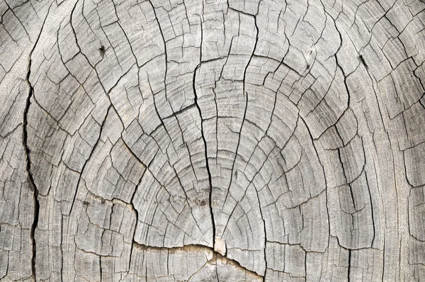 Textura do tronco padrão de madeira — Fotografia de Stock