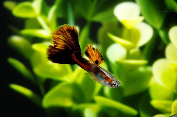 Guppy multi gekleurde vis — Stockfoto