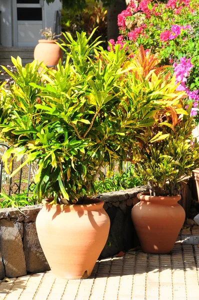 Vasos de terracota — Fotografia de Stock
