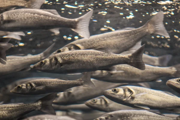 シルバー グレーの魚の学校 — ストック写真