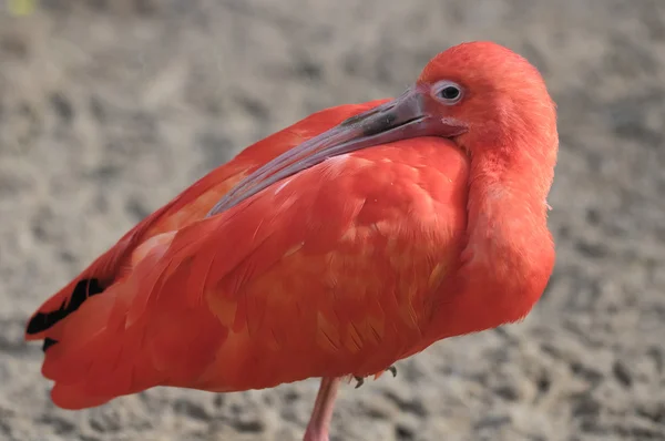 粉红色鹦鹉 — 图库照片