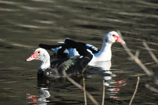 Muscovy Duck — Stock Photo, Image