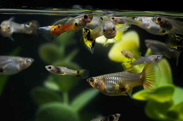 Pesce multicolore Guppy — Foto Stock