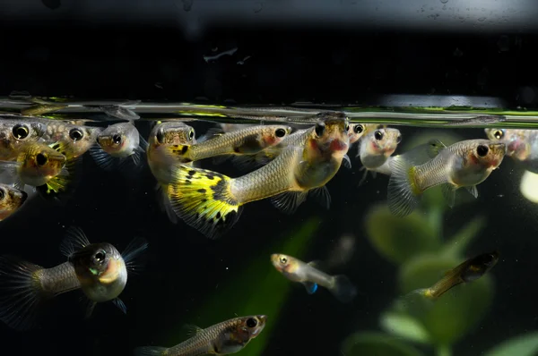 Guppy Multi Colored Fish — Stock Photo, Image