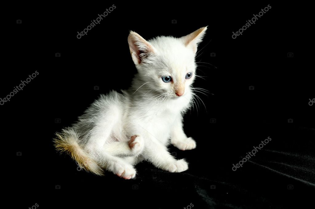 White Young Baby Cat Stock Photo Image By C Underworld1