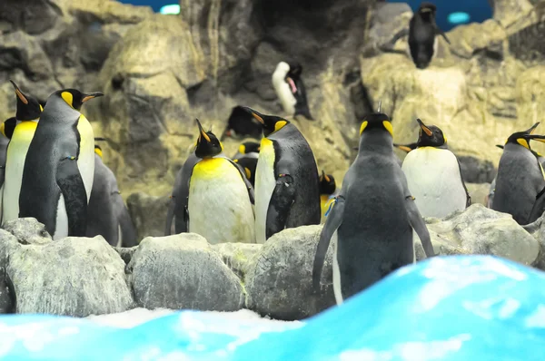 黒と白のペンギン — ストック写真