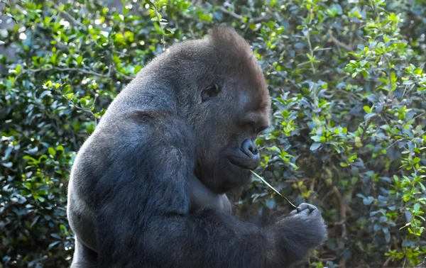 Strong Adult Black Gorilla — Stock Photo, Image