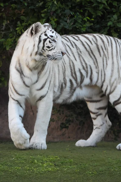 Tigre a strisce in bianco e nero — Foto Stock