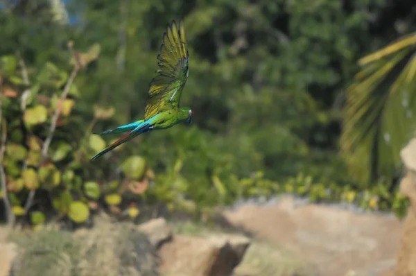 Sininen värillinen trooppinen papukaija — kuvapankkivalokuva