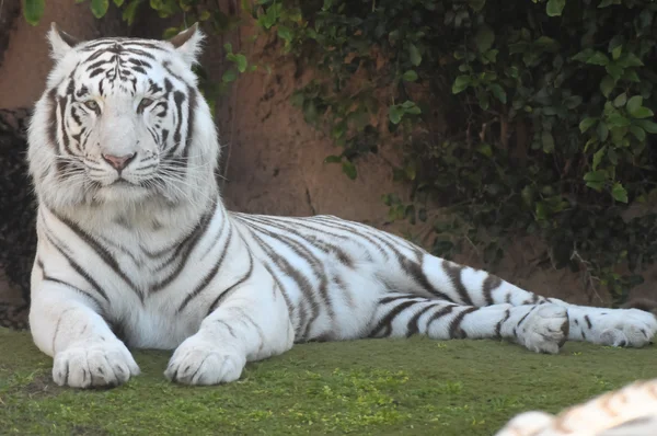 Tigre a strisce in bianco e nero — Foto Stock