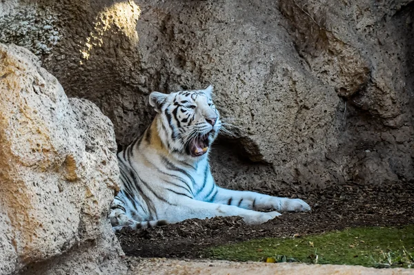 Чёрно-белый полосатый тигр — стоковое фото