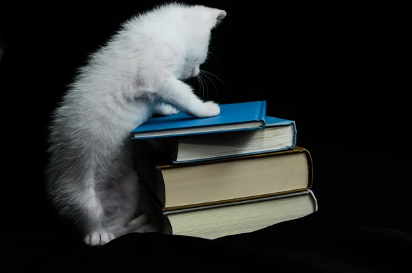 Weiße junge Babykatze — Stockfoto