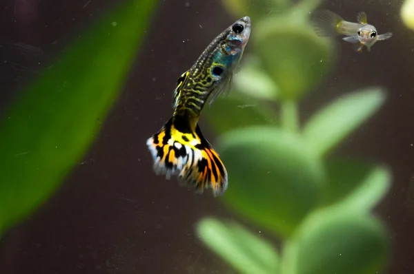 Ikan Berwarna Multi Guppy — Stok Foto