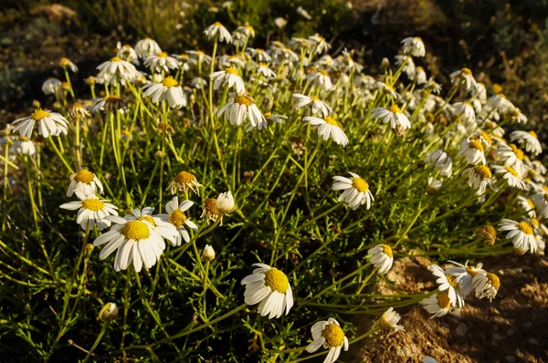 Camomilla daisy blommor — Stockfoto