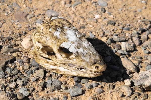 恐竜の頭蓋骨は地面に — ストック写真