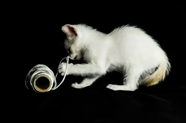 Blanco joven bebé gato — Foto de Stock