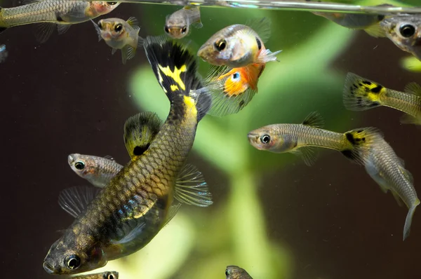 Guppy více barevných ryb — Stock fotografie