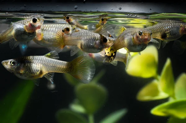 Guppy Multi Colored Fish — Fotografie, imagine de stoc