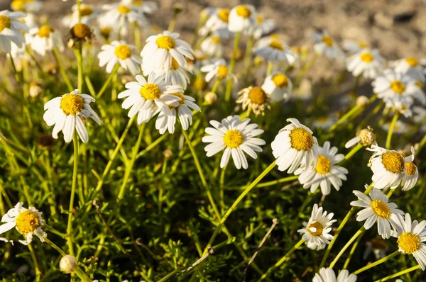 Camomilla daisy blommor — Stockfoto