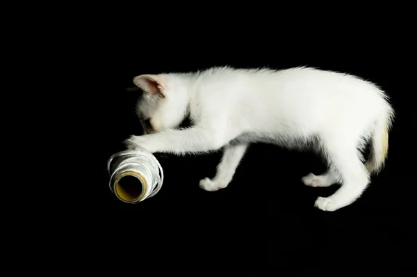 White Young Baby Cat — Stock Photo, Image