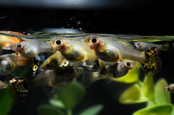 Guppy Multi Colored Fish — Fotografie, imagine de stoc