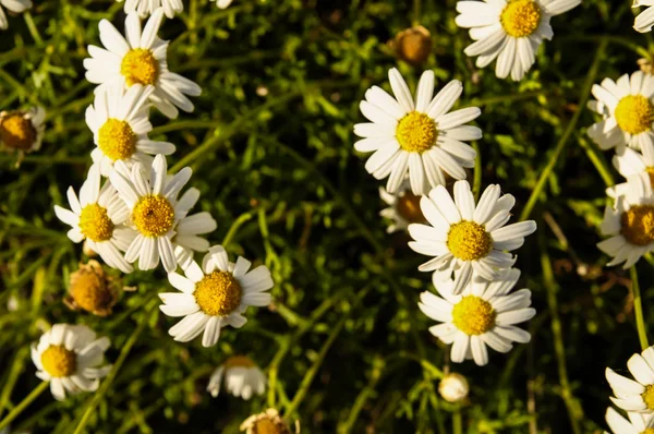 Camomilla daisy blommor — Stockfoto