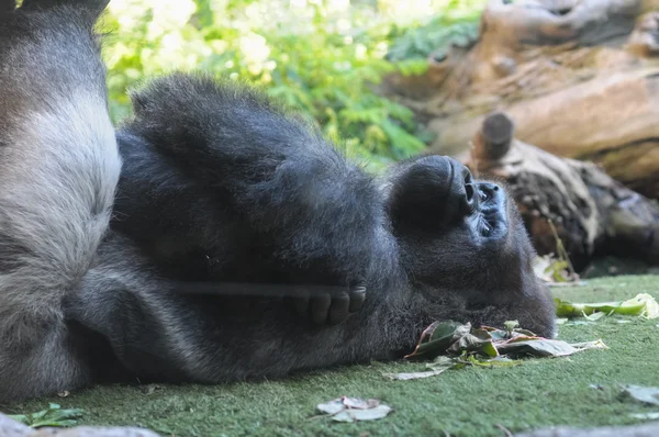 Fuerte adulto negro gorila —  Fotos de Stock