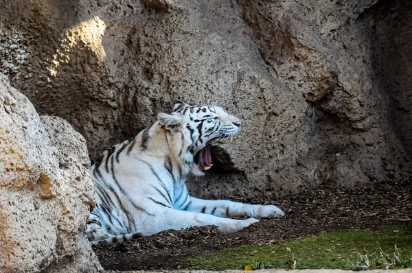 Tigre rayado blanco y negro — Foto de Stock