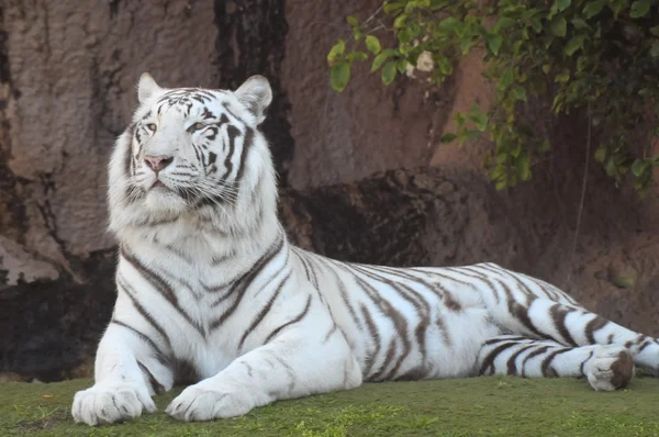 Tigre rayado blanco y negro —  Fotos de Stock