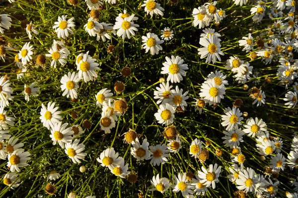 Camomilla daisy blommor — Stockfoto