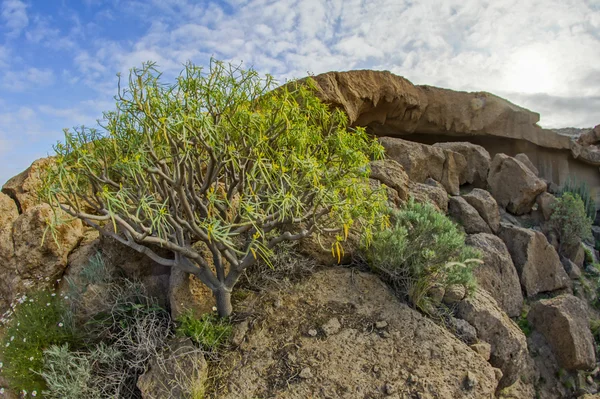 Sand und Felsen Wüste — Stockfoto