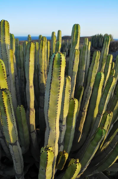 Sukulentní rostlina kaktus na suché pouštní — Stock fotografie