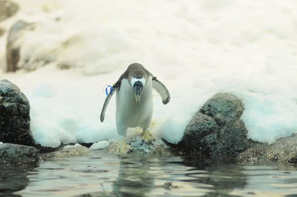 Pingouin de couleur noire et blanche — Photo