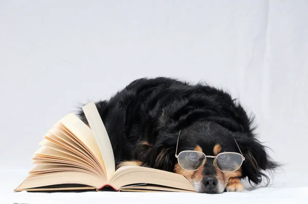 Cão de leitura — Fotografia de Stock