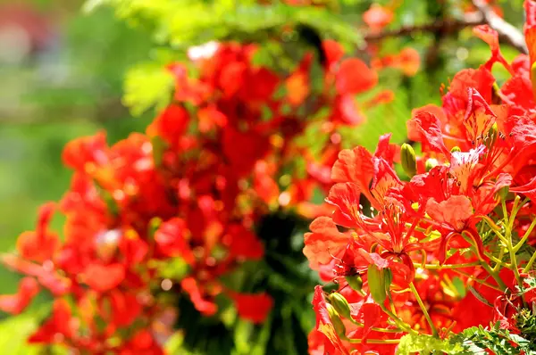 Färgade blommor — Stockfoto