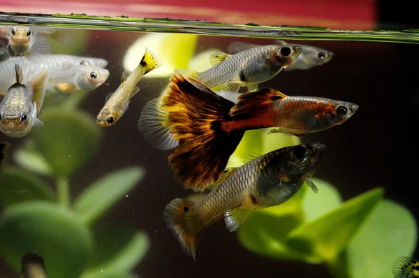 Guppy Multi Colored Fish — Fotografie, imagine de stoc