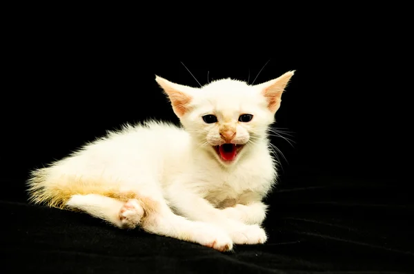 Branco jovem bebê gato — Fotografia de Stock