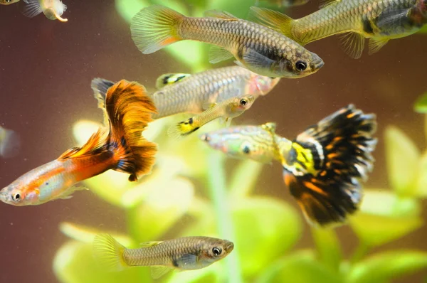 Guppy Multi Colored Fish — Stock Photo, Image