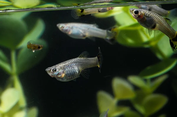 Ikan Berwarna Multi Guppy — Stok Foto