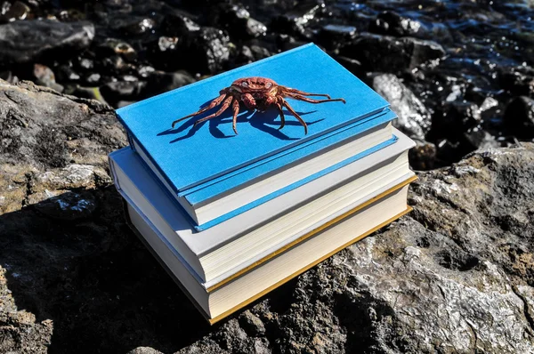 Granchio arancione su libri blu — Foto Stock