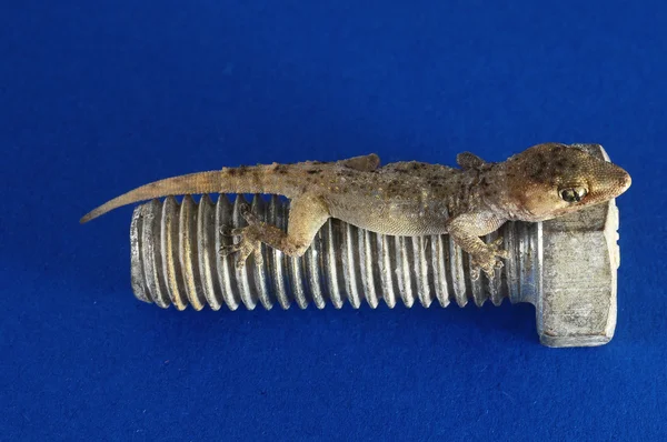 Gecko ještěrky a šroub — Stock fotografie