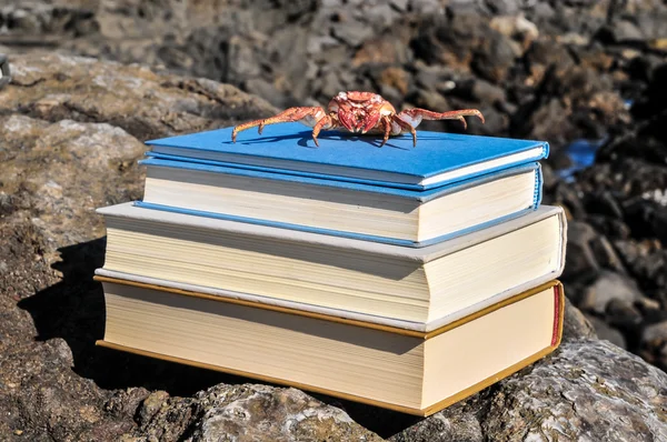 Pomarańczowy kraba na niebieski książki — Zdjęcie stockowe