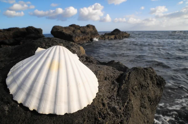 Conchiglia marina calcarea — Foto Stock