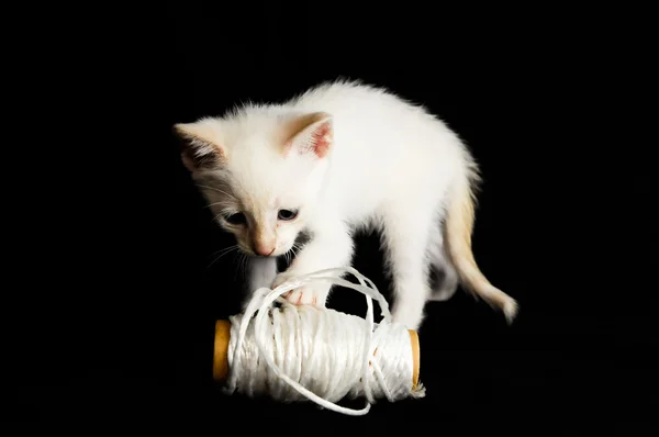 Blanco joven bebé gato — Foto de Stock