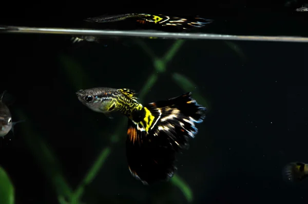 Guppy peces multicolores — Foto de Stock