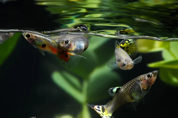 Guppy více barevných ryb — Stock fotografie