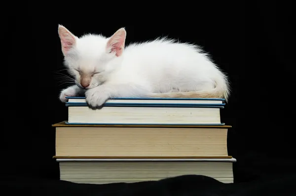 White Young Baby Cat — Stock Photo, Image