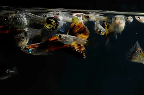 Gupik wielu kolorowych ryb — Zdjęcie stockowe