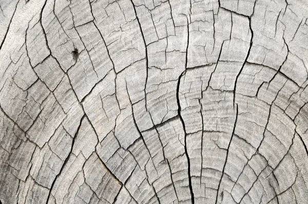 Textura do tronco padrão de madeira — Fotografia de Stock