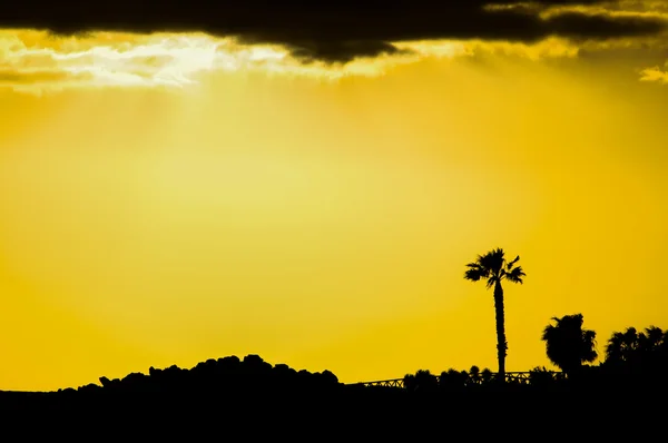 Palm tree sihouette — Stockfoto